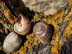 Otala punctata