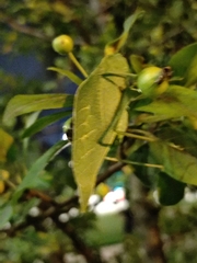 Microcentrum rhombifolium