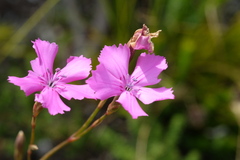 Dianthus albens