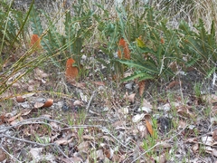 Banksia gardneri