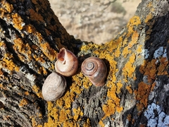 Otala punctata