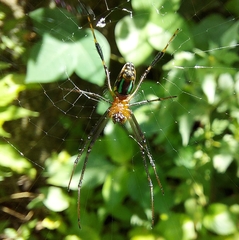 Leucauge decorata