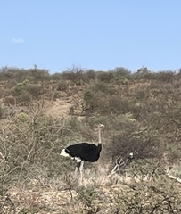 Struthio molybdophanes