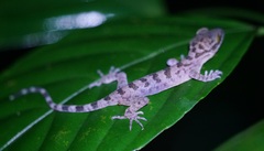 Gekkota