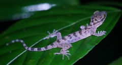 Gekkota