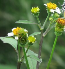 Bidens pilosa