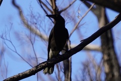 Strepera versicolor melanoptera