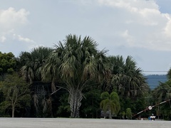 Corypha umbraculifera