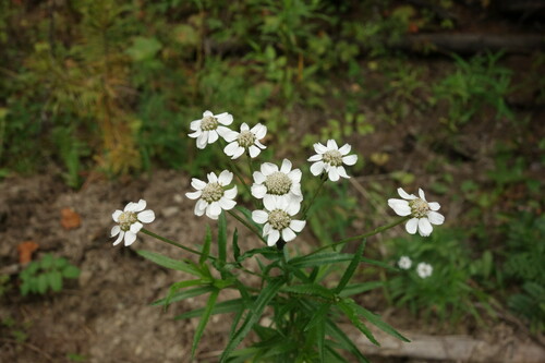 Image of Achillea acuminata by (c) Aleksei Baushev, some rights reserved (CC BY)