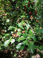 Crataegus laevigata