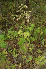 Parasenecio hastatus