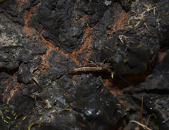 Meinertellidae