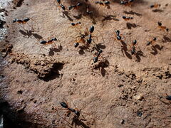 Camponotus consobrinus