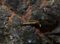 Meinertellidae