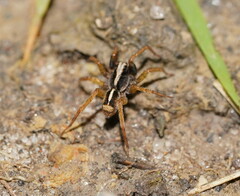 Lycosidae