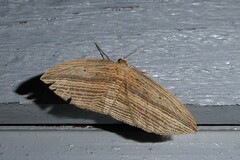 Epiphryne verriculata