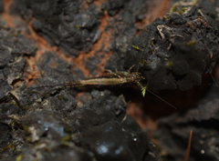 Meinertellidae