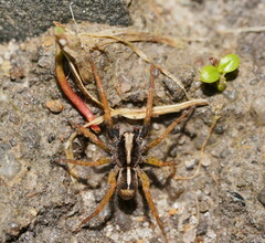 Lycosidae