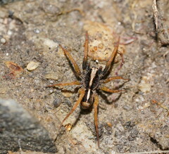 Lycosidae