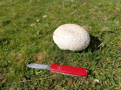 Lycoperdon utriforme