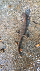 Ichthyosaura alpestris