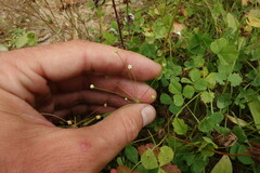 Androsace filiformis