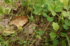 Androsace filiformis