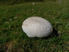 Lycoperdon utriforme