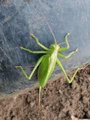 Tettigonia cantans