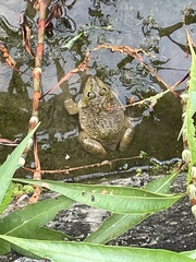 Hoplobatrachus chinensis