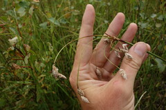 Eriophorum