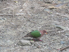 Chalcophaps longirostris
