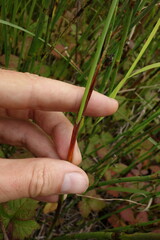 Eriophorum
