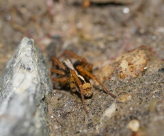 Lycosidae