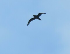 Procellariidae