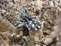 Nyssus albopunctatus