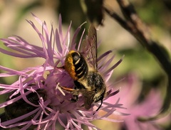 Megachile centuncularis