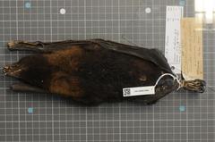 Kosrae Flying Fox photo 3