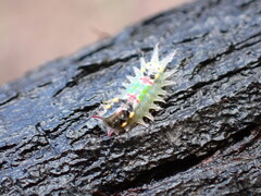 Limacodidae