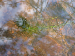 Myriophyllum