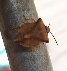 Carpocoris fuscispinus
