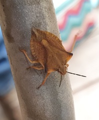 Carpocoris fuscispinus