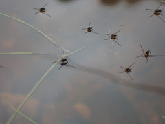 Gerromorpha