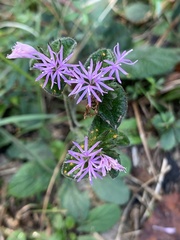 Elephantopus tomentosus