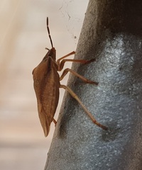 Carpocoris fuscispinus