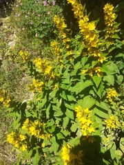 Lysimachia punctata
