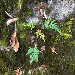 Aleuritopteris argentea