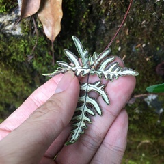 Aleuritopteris argentea