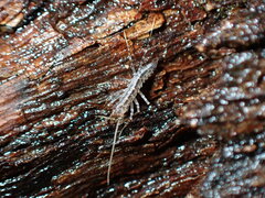 Scutigeromorpha