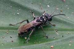 Lyroda